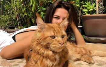 Ветеринарная клика в Таиланде для собак и кошек