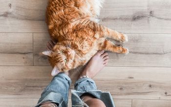 Перелет с котом в багажном отделении Turkish Airlines